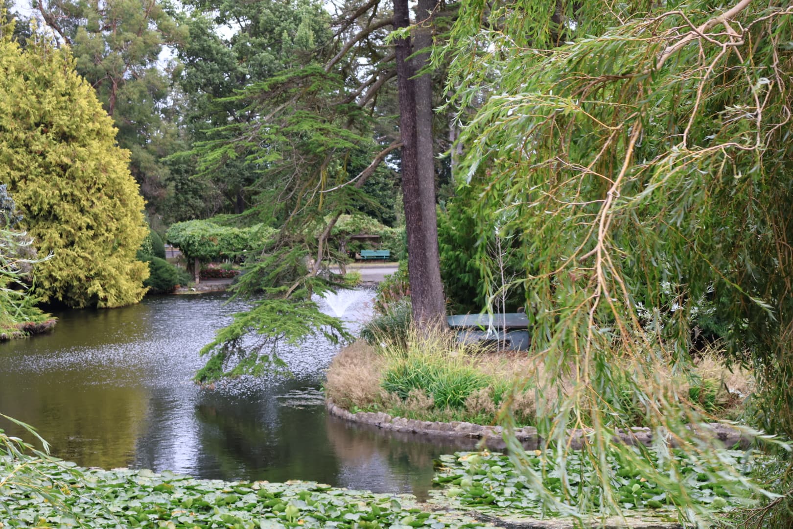 Serene pond surrounded by lush trees at Beacon Hill Park