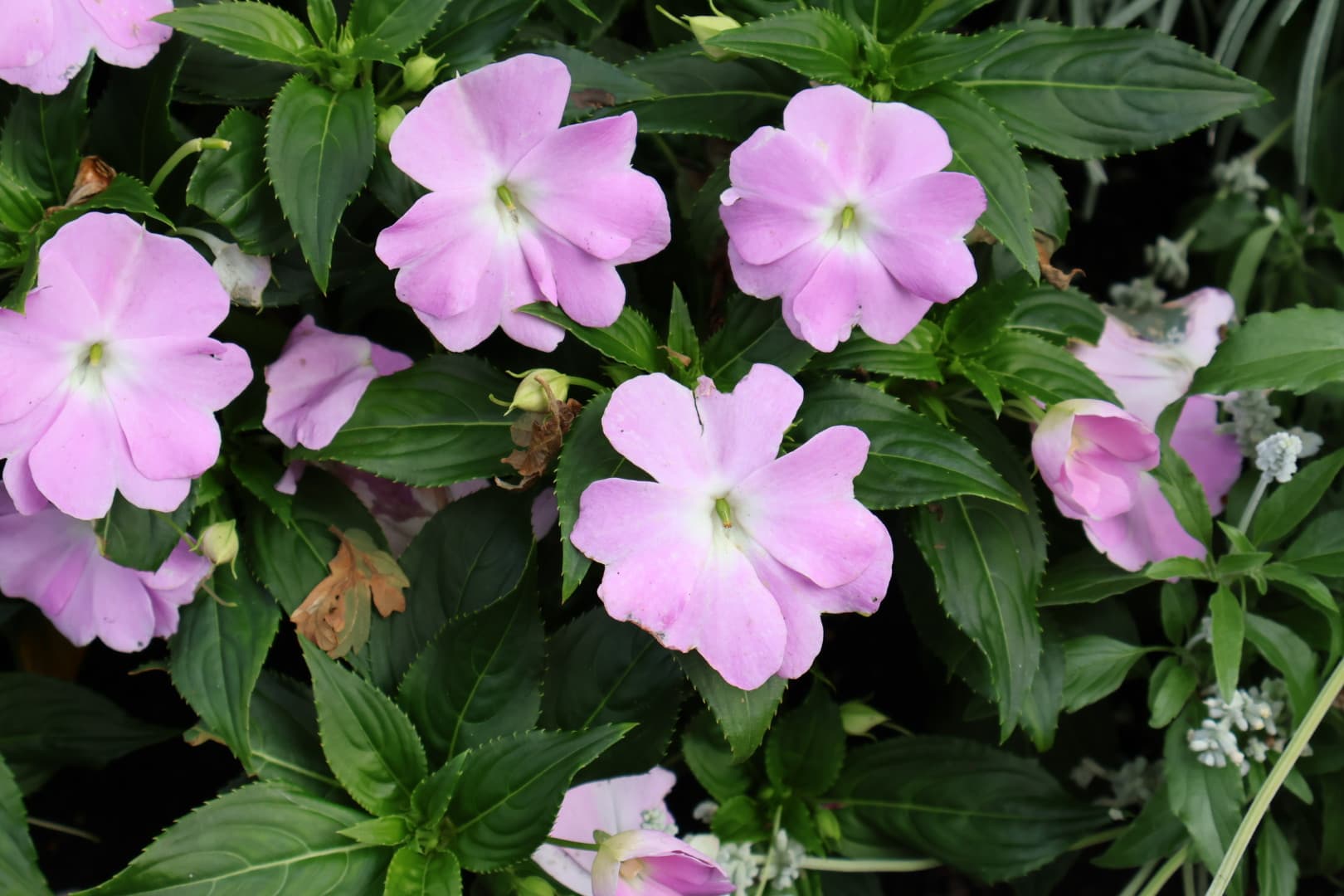 Close-up of pink impatiens flowers with deep green leaves